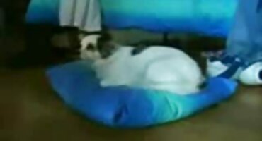 চুদাচুদি বিএফ